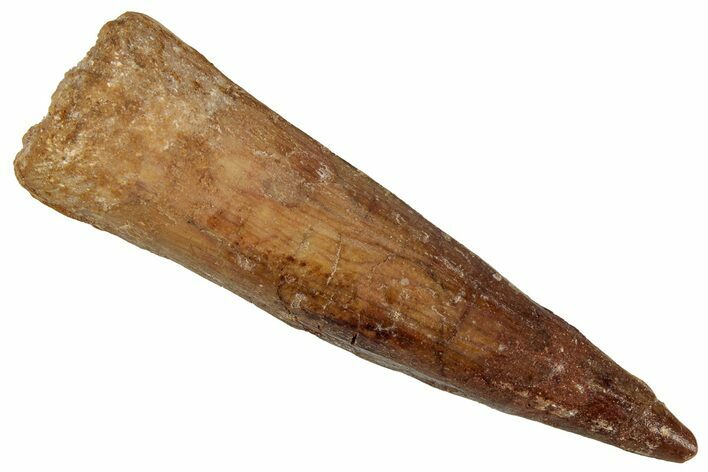 Bargain, Fossil Spinosaurus Tooth - Real Dinosaur Tooth #354806